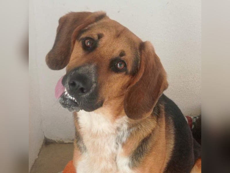 LUCHO-will schnellstmöglich das Tierheim verlassen und sucht seine liebevolle Für-immer-Familie