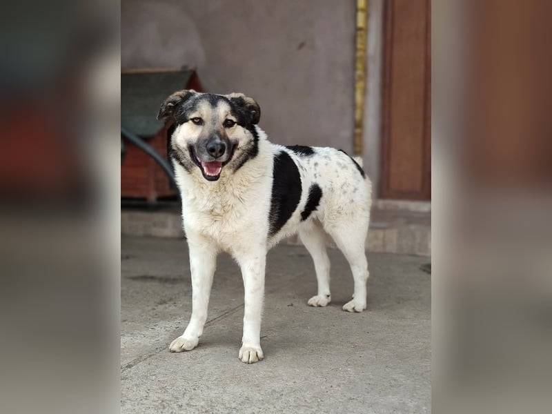 PLUTO- sanft, gesellig, freundlich, sehnt sich nach "seiner Für-immer-Familie"