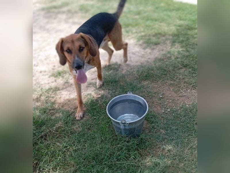 LUCHO-will schnellstmöglich das Tierheim verlassen und sucht seine liebevolle Für-immer-Familie