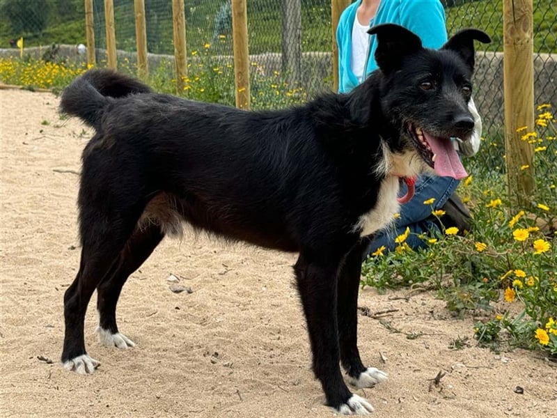 BRIGADEIRO-everybodys darling, liebenswert, freundlich, sehnt sich nach menschlicher Nähe