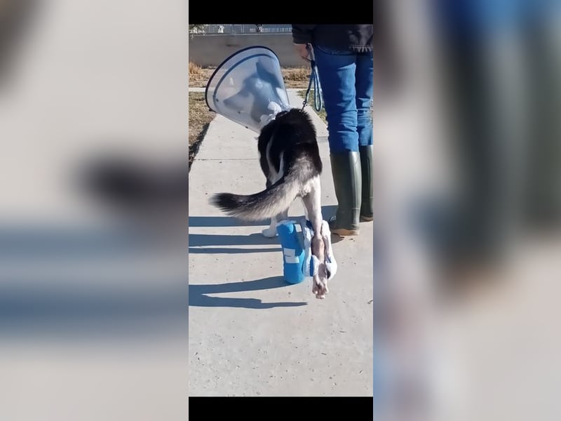 INDI- hätte so gerne ein tolles, liebevolles unbeschwertes Leben in einem liebevollen Zuhause