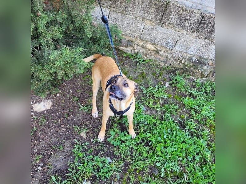 HERCULES-tapferer, lieber, intelligenter Rüde sucht liebevolles Zuhause