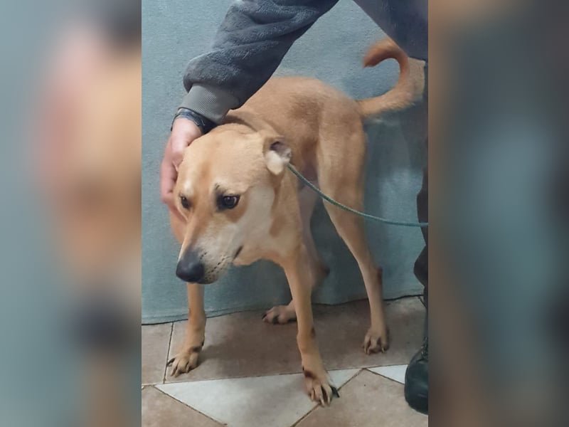 BAXTER-sehr menschenfreundlich und zutraulich wartet er sehnsüchtig auf sein liebevolles Zuhause