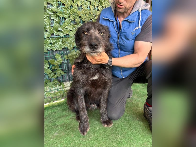 LUKE -neugieriger Herzensbub mit wachem Blick sucht liebevolles Zuhause