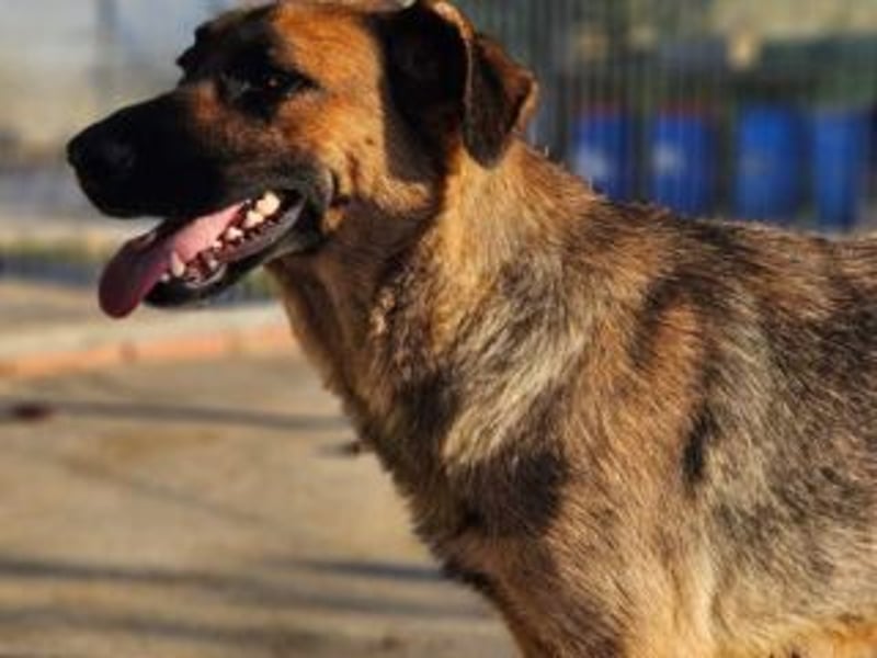 BLAYA-stolz, intelligent und zugleich unglaublich liebevoll