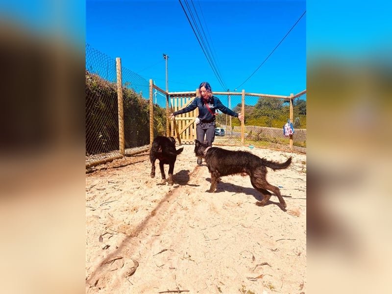 OSLO-warmherzig, anhänglich, liebenswert