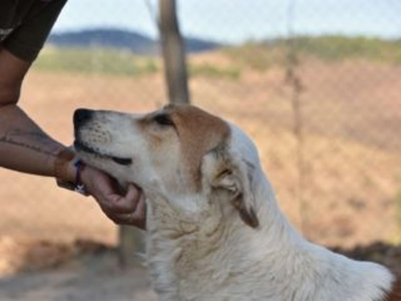 Seelenhündin INDILA-liebe,herzensgute Hündin die ihre Menschen mit Sicherheit glücklich machen wird.