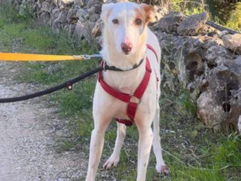 ALONSO-unglaublich liebevoller und sanfter Hund