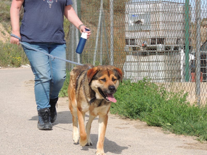 SIBILO - treuer Hundemann