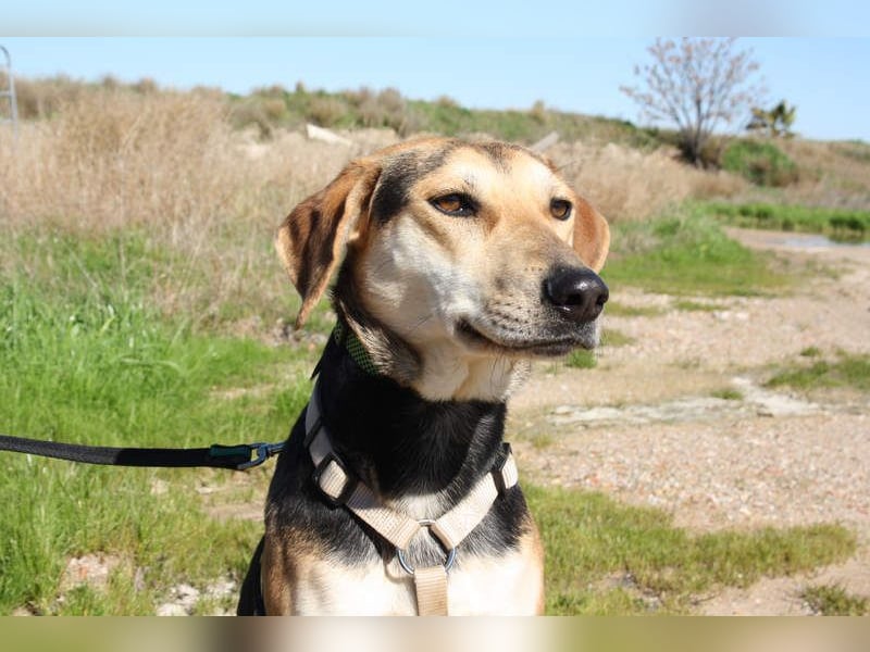 SOMBRA-lieb, sanftmütig, anhänglich und auf der Suche nach liebevoller Für-immer-Familie