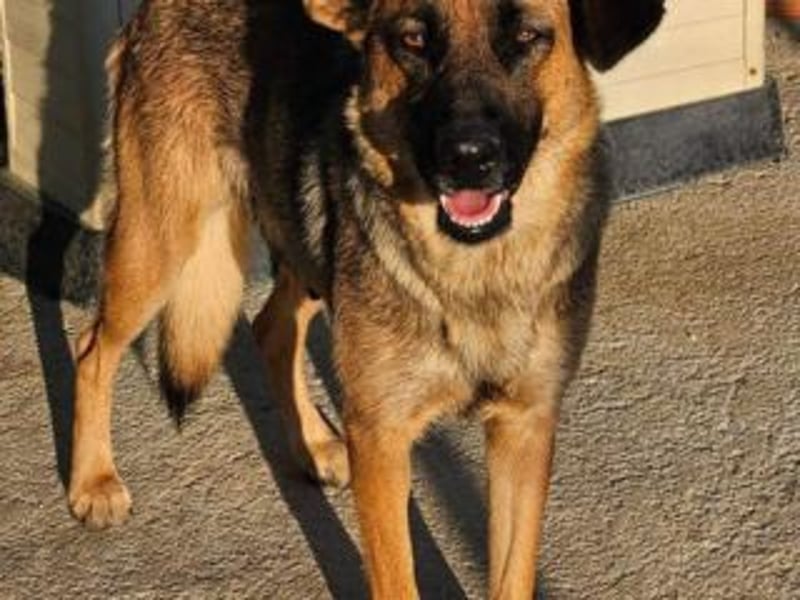 BLAYA-stolz, intelligent und zugleich unglaublich liebevoll