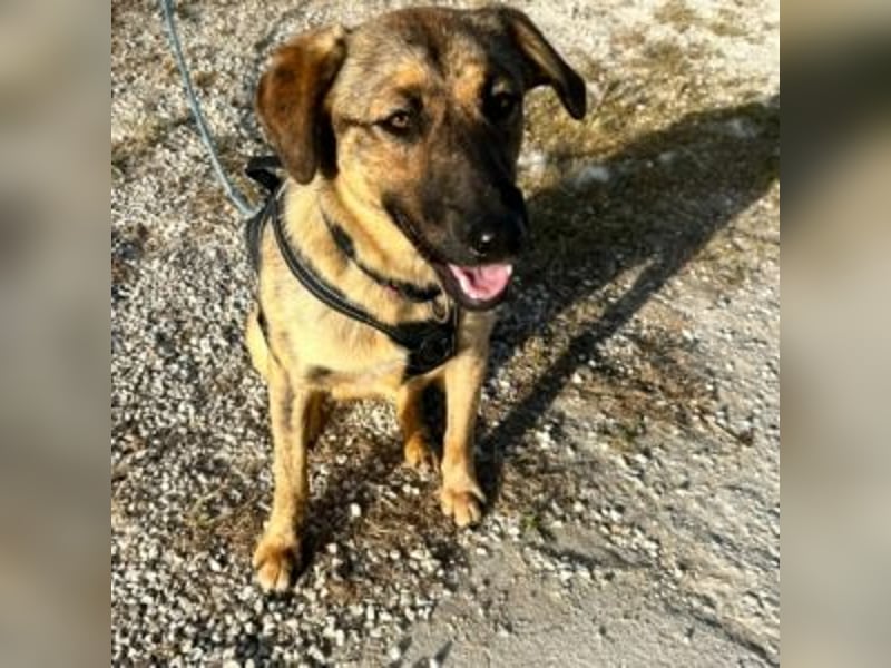 ZARA-eine ganz besondere Hündin mit einer bewegenden Geschichte