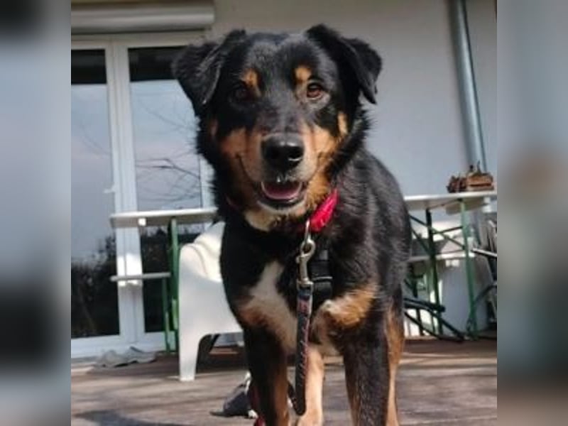ROCKY– ruhiger Begleiter mit großem Herzen sucht sein Für-immer-Zuhause