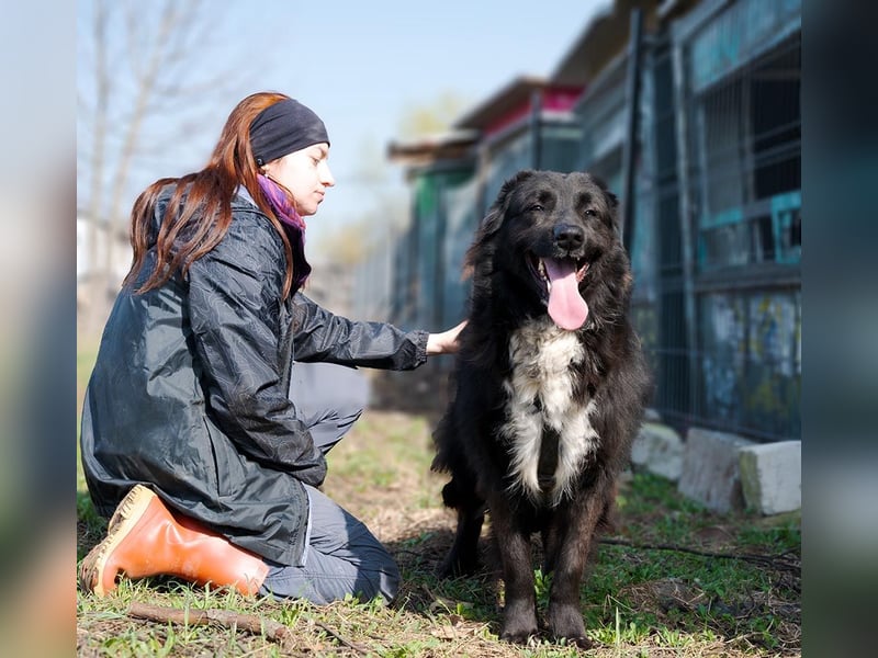 MULAN-liebe, freundliche, ruhige und ausgeglichene Hündin