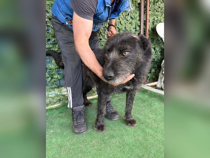 LUKE -neugieriger Herzensbub mit wachem Blick sucht liebevolles Zuhause