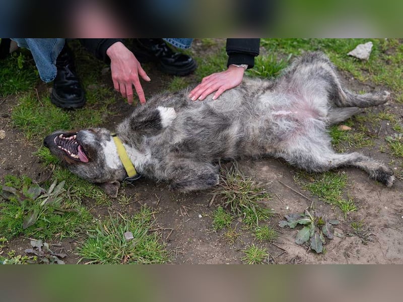 TIARA-sonniges Gemüt, treue, anhängliche Hündin