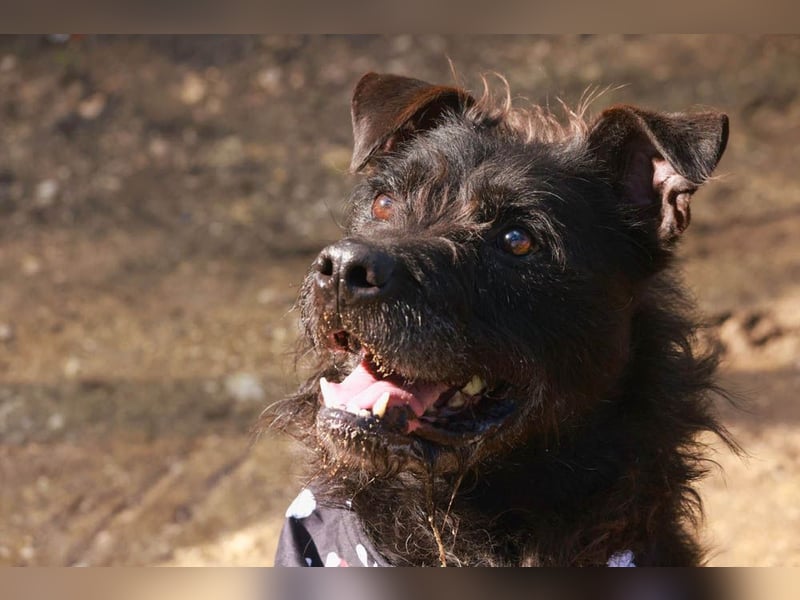 OSLO-warmherzig, anhänglich, liebenswert