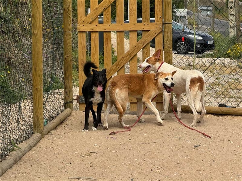 BRIGADEIRO-everybodys darling, liebenswert, freundlich, sehnt sich nach menschlicher Nähe