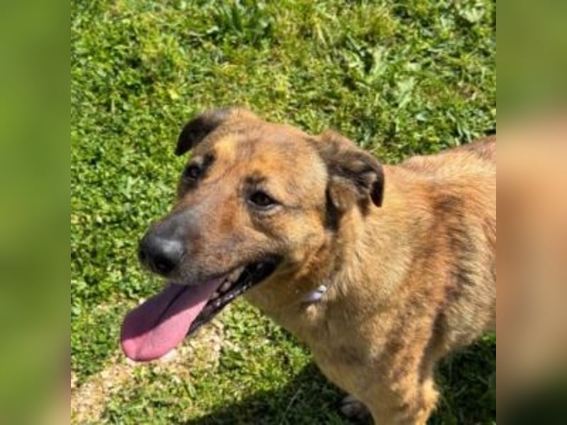 ZARA-eine ganz besondere Hündin mit einer bewegenden Geschichte