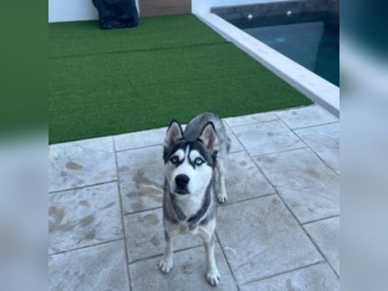 HELA-Sibirian Husky-Liebhaber und solche, die es werden wollen: aufgepasst!