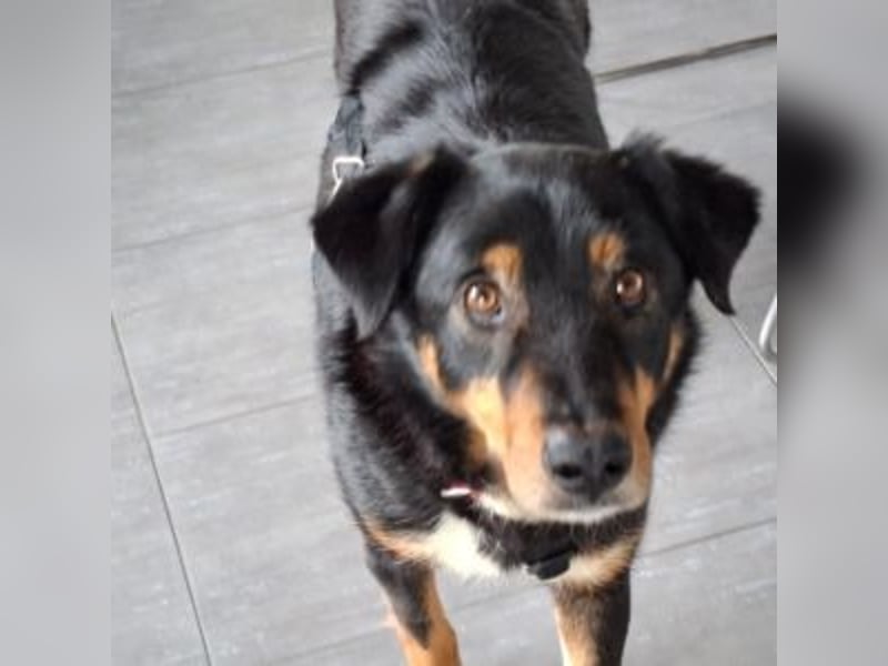 ROCKY– ruhiger Begleiter mit großem Herzen sucht sein Für-immer-Zuhause