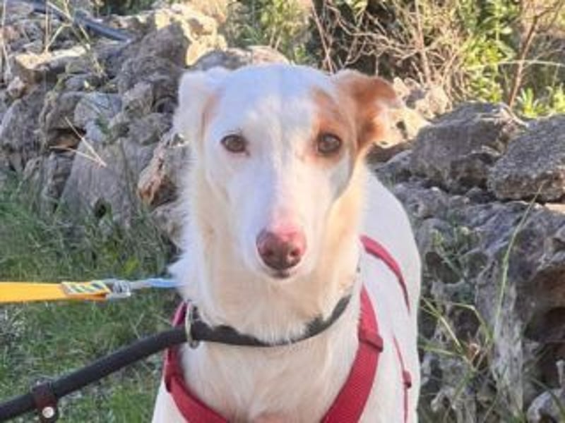 ALONSO-unglaublich liebevoller und sanfter Hund