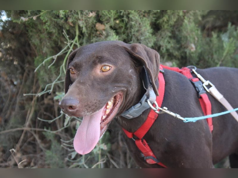 CHOCOLATE-sucht Familie die ihm Liebe und Geborgenheit schenkt-er hat es sie  verdient