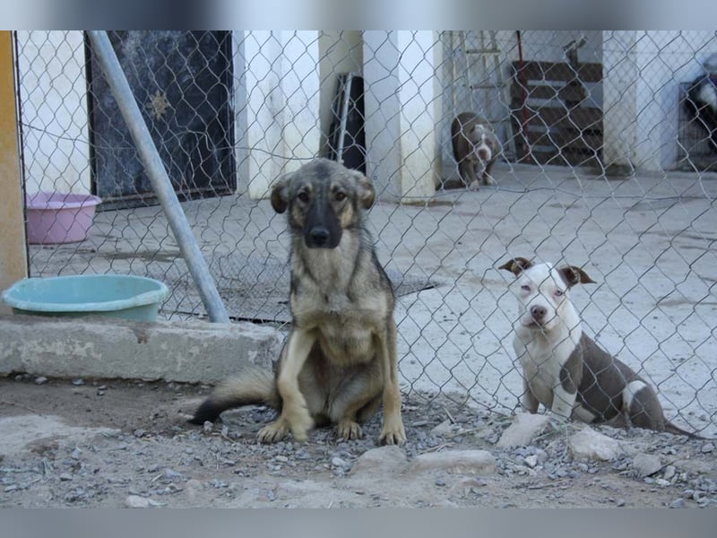 MULAN-sucht ein Zuhause mit sehr geduldigen und einfühlsamen Menschen