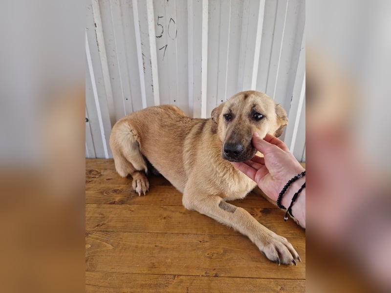 SASHA - unendlich liebes Hundemädchen wartet sehnsüchtig auf liebevolles Für-immer-Zuhause