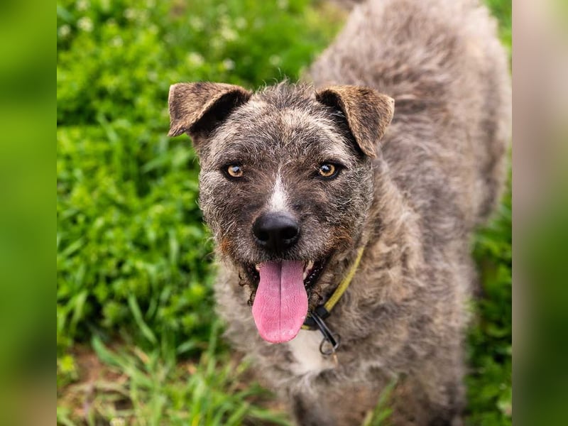 TIARA-sonniges Gemüt, treue, anhängliche Hündin