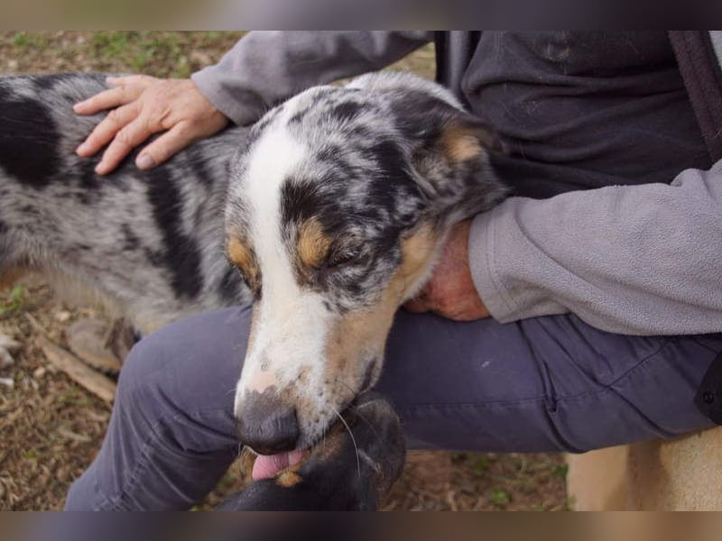 MERLI-ein Schatz auf 4 Pfoten, sozial sucht sein liebevolles Für-immer-Zuhause