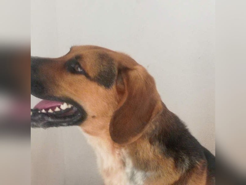 LUCHO-will schnellstmöglich das Tierheim verlassen und sucht seine liebevolle Für-immer-Familie