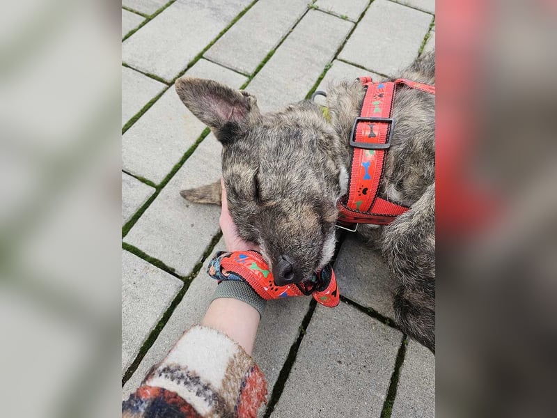 TIARA-sonniges Gemüt, treue, anhängliche Hündin