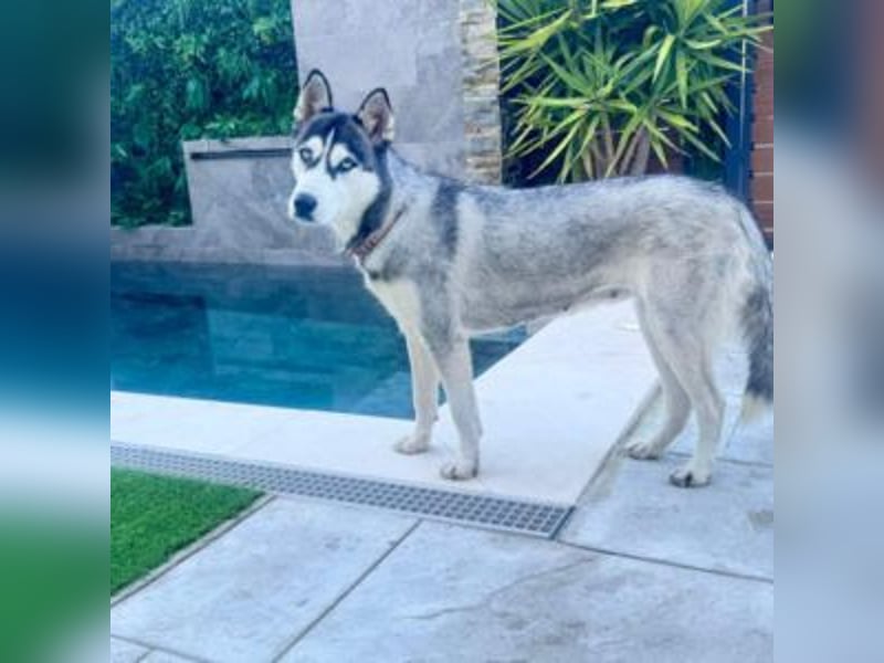 HELA-Sibirian Husky-Liebhaber und solche, die es werden wollen: aufgepasst!
