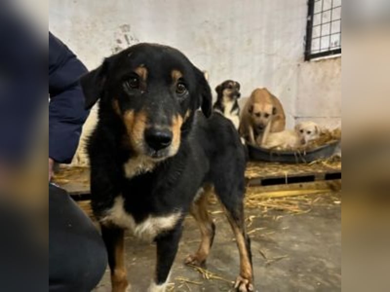 ROCKY– ruhiger Begleiter mit großem Herzen sucht sein Für-immer-Zuhause