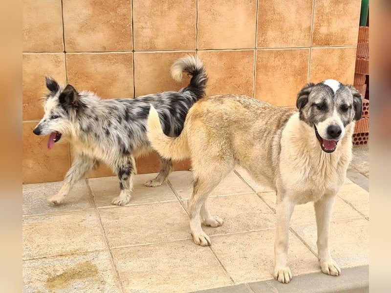 Wundervolle CELESTE-sanft, sozial, menschenbezogen, voller Liebe wartet sie auf ein schönes  Zuhause