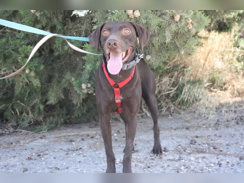 CHOCOLATE-sucht Familie die ihm Liebe und Geborgenheit schenkt-er hat es sie  verdient