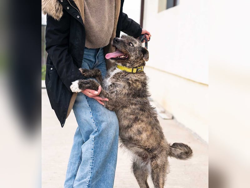TIARA-sonniges Gemüt, treue, anhängliche Hündin