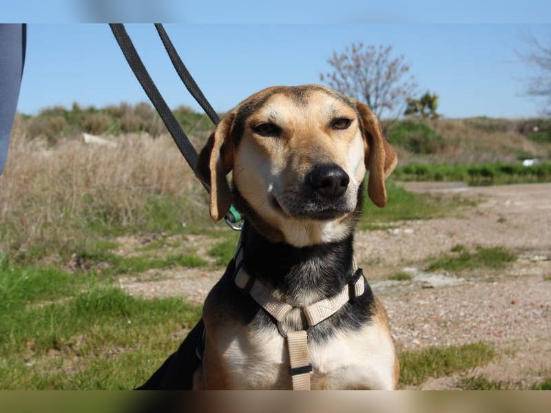 SOMBRA-lieb, sanftmütig, anhänglich und auf der Suche nach liebevoller Für-immer-Familie