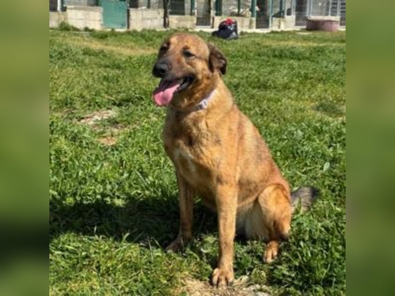 ZARA-eine ganz besondere Hündin mit einer bewegenden Geschichte