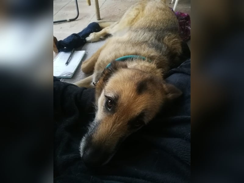 Perez – liebt Streicheleinheiten und wartet in 79837 St Blasienn auf dich