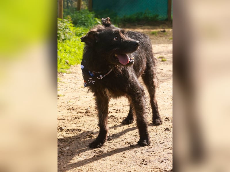 OSLO-warmherzig, anhänglich, liebenswert