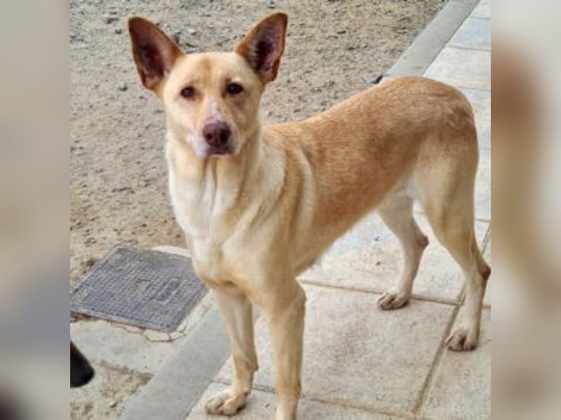 CALA-sehr angenehme, stille Hündin