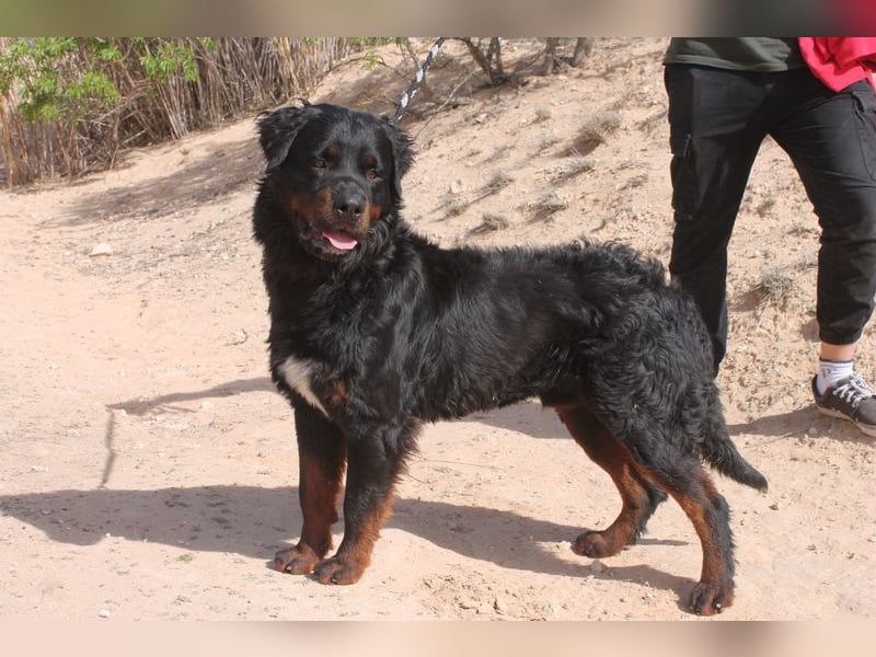 BEAR-sucht Menschen, die ihm Stabilität, Geborgenheit und eine Aufgabe geben