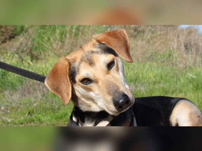 SOMBRA-lieb, sanftmütig, anhänglich und auf der Suche nach liebevoller Für-immer-Familie