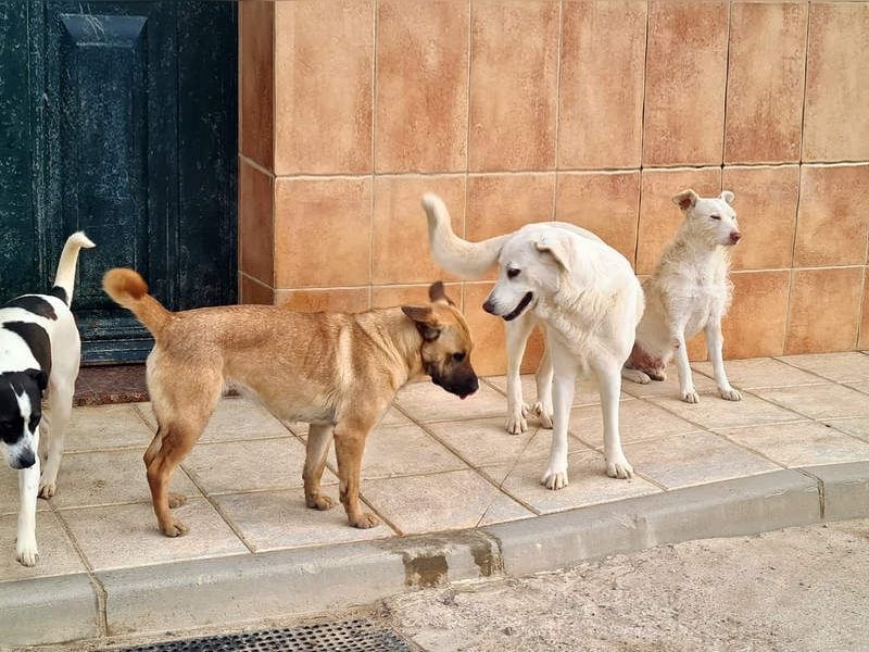 Zauberhafte GIGI-freundlich, höflich, ausgeglichen wartet auf ein schönes Zuhause