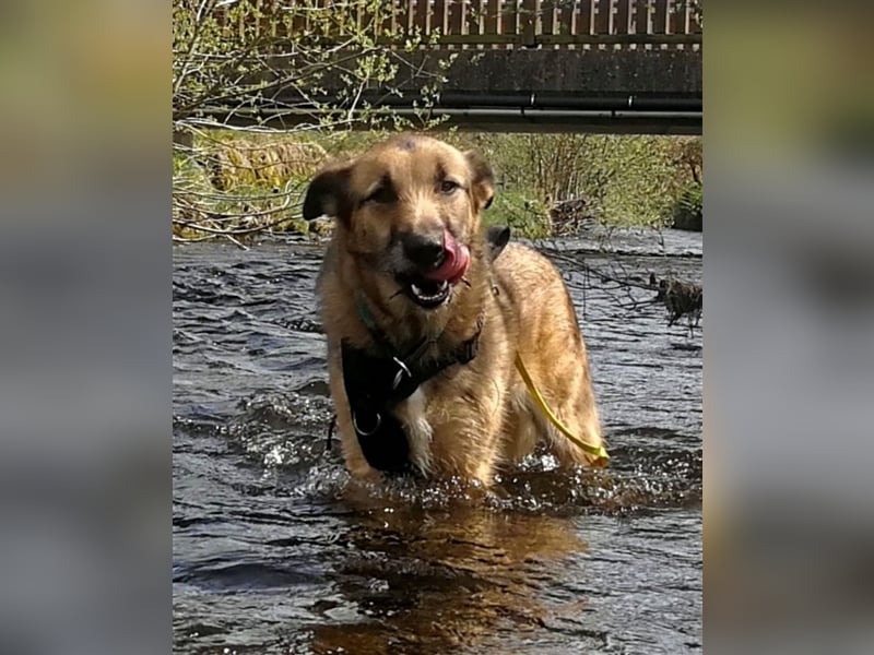 Perez – liebt Streicheleinheiten und wartet in 79837 St Blasienn auf dich