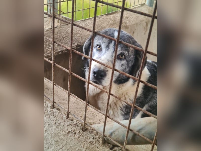 ELIOT- freundlicher, ausgeglichener Kuschelbär mit großem Herz