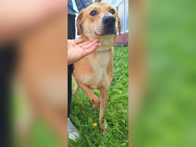 BAXTER-sehr menschenfreundlich und zutraulich wartet er sehnsüchtig auf sein liebevolles Zuhause