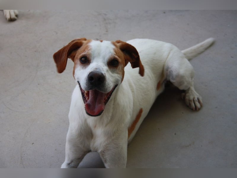 CHARDO-geht schon gut an der Leine, kann Auto fahren, ist brav und lernwillig